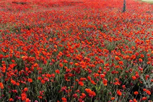 Champ: Espagne, Coquelicot (Papaver rhoeas), le matin //