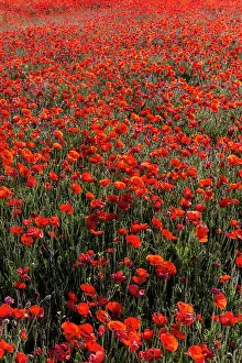 Champ: Espagne, Coquelicot (Papaver rhoeas), le matin //