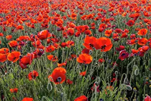 Champ: Espagne, Coquelicot (Papaver rhoeas), le matin //