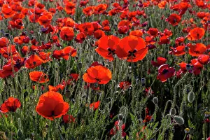 Champ: Espagne, Coquelicot (Papaver rhoeas), le matin //