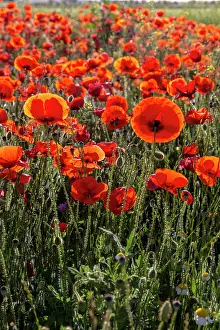 Champ: Espagne, Coquelicot (Papaver rhoeas), le matin //