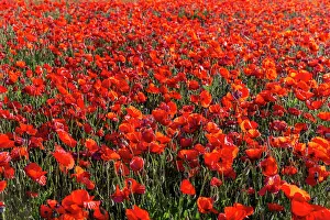 Champ: Espagne, Coquelicot (Papaver rhoeas), le matin //
