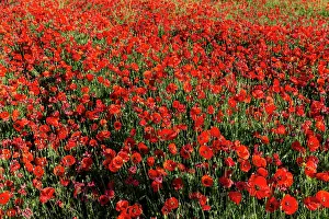 Champ: Espagne, Coquelicot (Papaver rhoeas), le matin //