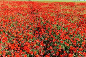 Champ: Espagne, Coquelicot (Papaver rhoeas), le matin //