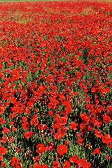 Champ: Espagne, Coquelicot (Papaver rhoeas), le matin //