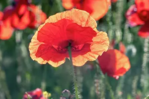 Champ: Espagne, Coquelicot (Papaver rhoeas), le matin //