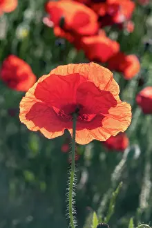 Champ: Espagne, Coquelicot (Papaver rhoeas), le matin //