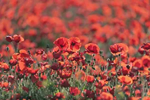 Champ: Espagne, Coquelicot (Papaver rhoeas), le matin //