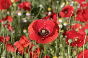 Champ: Espagne, Coquelicot (Papaver rhoeas), le matin //