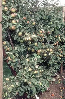 Lord: Espaliered Apple Tree in Full Fruit