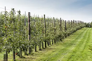 Pumila: Espaliered Apple trees, France