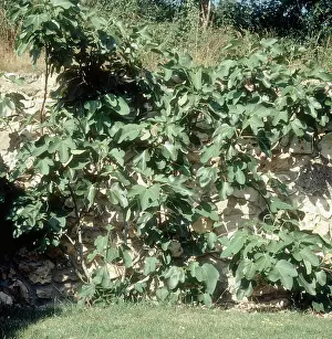 Ficus: Espaliered fig