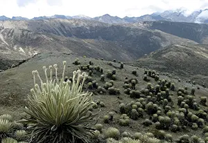 Espeletia: Espeletia timotensis - Frailejone