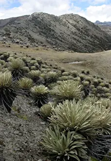 Espeletia: Espeletia timotensis - Frailejone