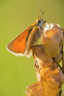 Helder: Essex Skipper