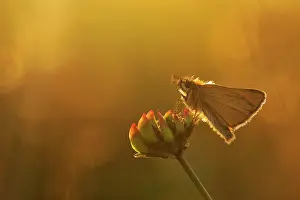 Flowerhead: Essex Skipper