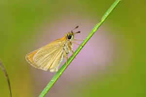 Essex: Essex Skipper