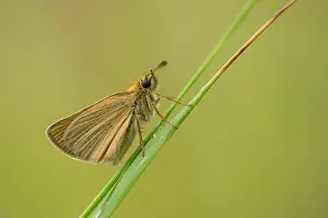 Essex: Essex Skipper