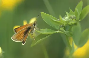 Skippers: Essex Skipper BUTTERFLY - male on common birdsfoot-trefoil