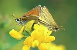 Skippers: Essex Skipper BUTTERFLY - male and female mating