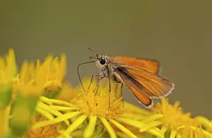 Skippers: Essex Skipper nectaring on Ragwort with Proboscis July