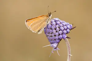 Skipper: Essex Skipper (Thymelicus Lineolus) on Devilsbi