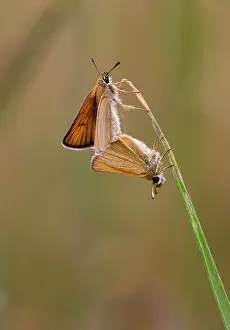 Attached: Essex Skippers paired on blade of grass - male and