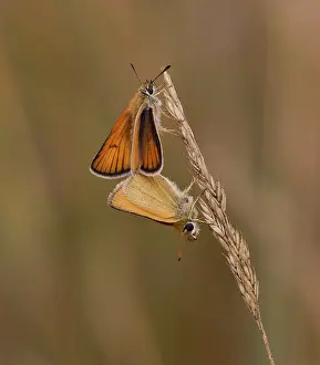 Paired: Essex Skippers paired on grass female above, male