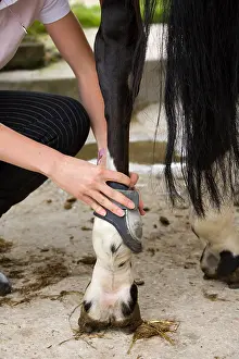 Defended: Establishment of protecting the ball on the leg of a horse