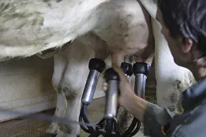 Udders: Establishment of the teats on the udder of the Cow France