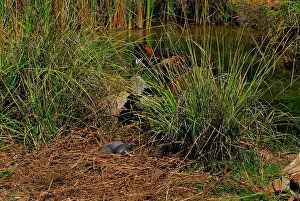 Audax: Estaurine / Saltwater Crocodile - eggs in nest