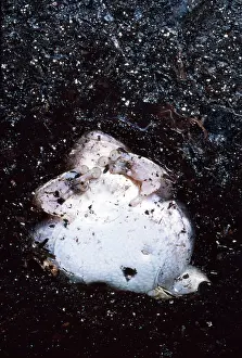 Buried: Estivating Treefrog