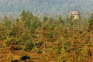 Hides: Estonia - Observation tower in Nigula national park