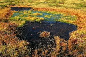 Estonia: Estonia - Peat bog in Nigula national park