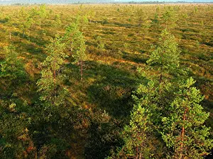 Estonia: Estonia - Peat bog in Nigula national park