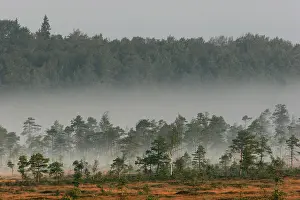 Estonia: Estonia - Peat bog in Nigula national park