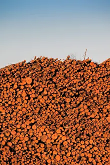 Heap: Estonia, Southwestern Estonia, Parnu, wood