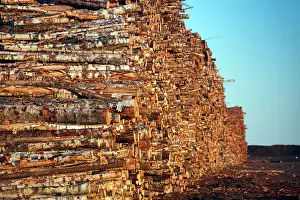 Heap: Estonia, Southwestern Estonia, Parnu, wood