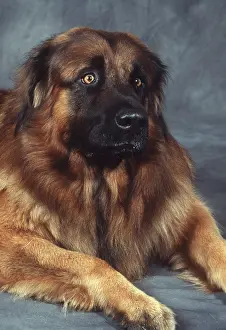 Estrela: ESTRELA MOUNTAIN DOG - head