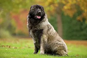 Serra: Estrela Mountain Dog. Also known as Cao da Serra da Estrela