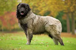 Serra: Estrela Mountain Dog. Also known as Cao da Serra da Estrela