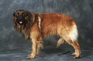 Estrela: ESTRELA MOUNTAIN DOG - studio shot