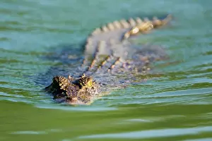 Estuarine: Estuarine Crocodile