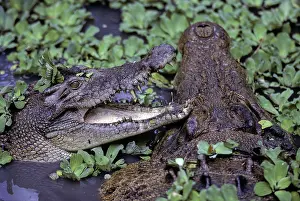 Estuarine: Estuarine Crocodile