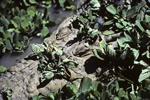 Estuarine: Estuarine Crocodile