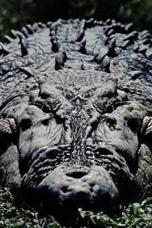 Estuarine: Estuarine Crocodile (Crocodylus porosus)
