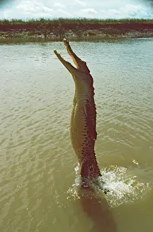 Thrown: Estuarine Crocodile - jumping for fish thrown from boat