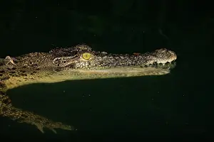 Estuarine: Estuarine Crocodile at night