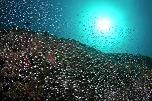 Estuarine: Estuarine Glass Perchlet / Largespined Glassfish