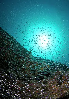 Estuarine: Estuarine Glass Perchlet / Largespined Glassfish